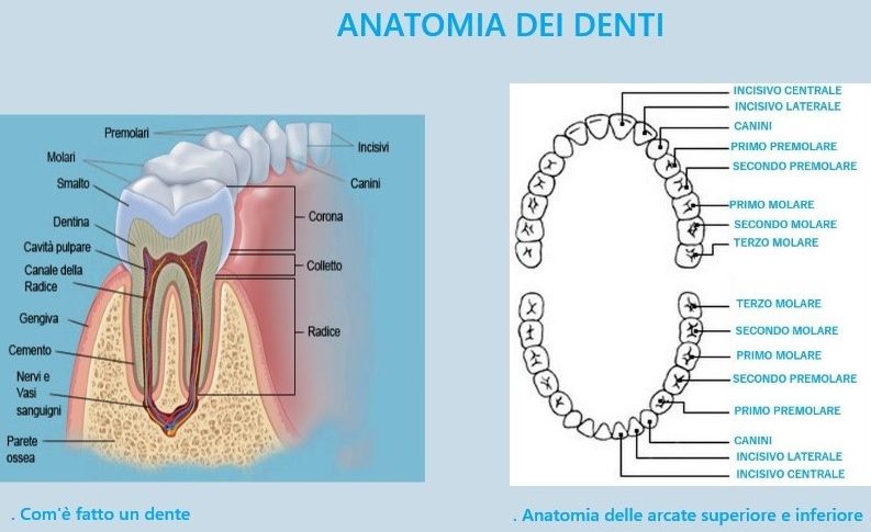 ART.DENTI dente