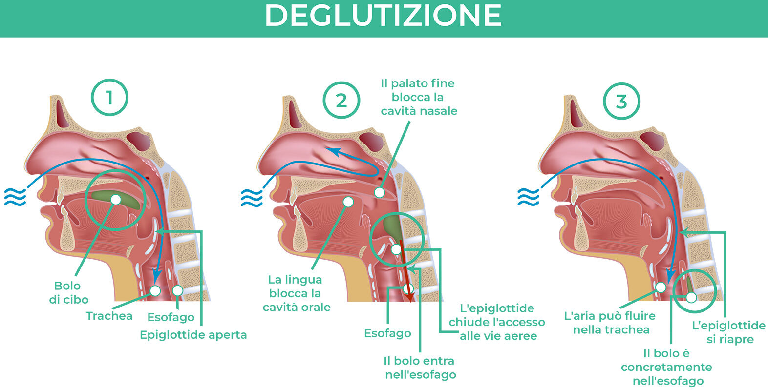 processo-deglutizione